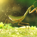 mantis macro world by ricaldeart