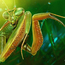 mantis macro world ii by ricaldeart
