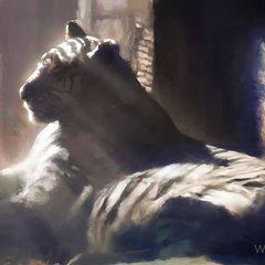daily practice - tiger at zoo by wootha
