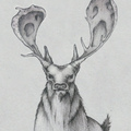 deer by sunbirajtanjil