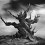 wise old tree by kashivan